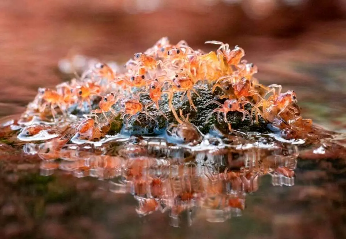 مهاجرت شگفت‌انگیز بچه خرچنگ‌های تازه متولد شده به روایت تصویر