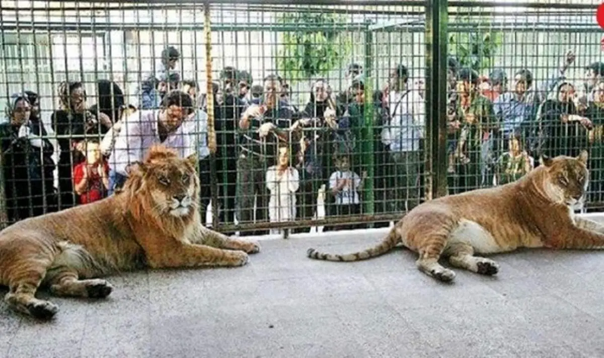 ماجرای مرگ وحشتناک نگهبان باغ وحش اراک با حمله شیر فراری