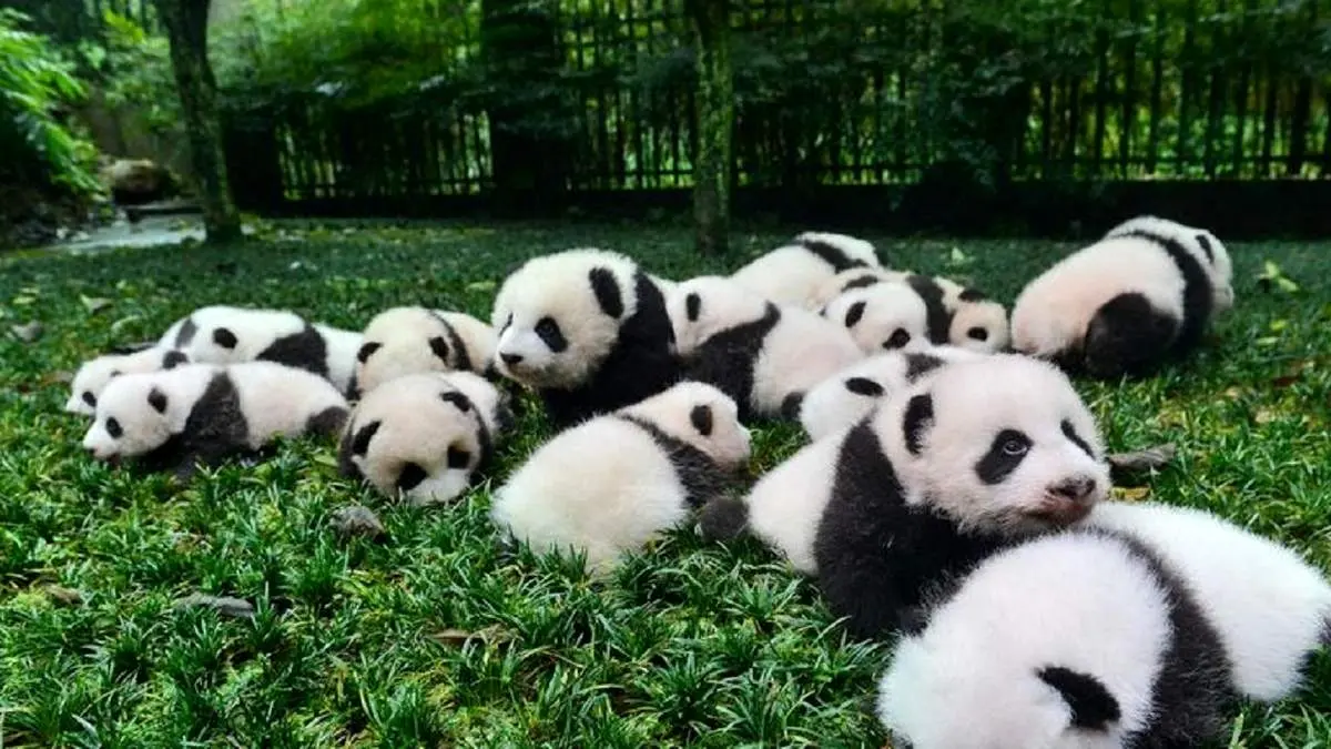 بازیگوشی پانداها در باغ وحش + فیلم
