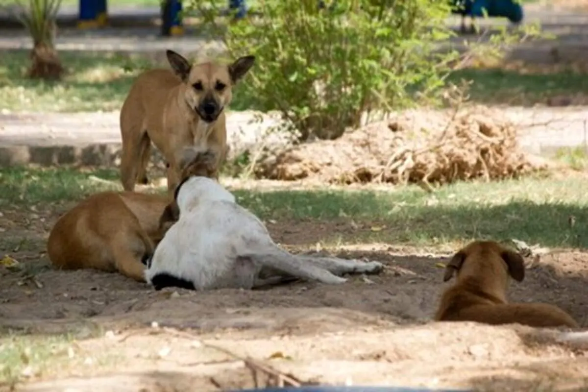 حمله وحشیانه سگ‌های ولگرد به یک گراز در ساری + فیلم