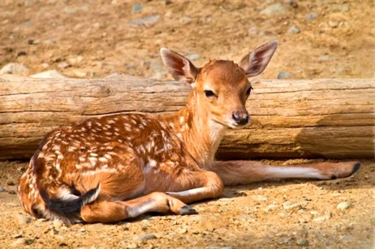 صدای گوزن مینیاتوری مازندران را شنیده‌اید؟ + فیلم