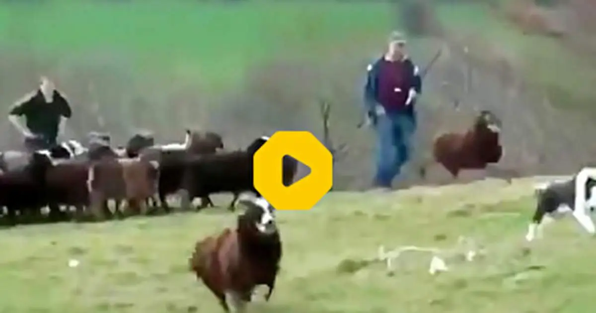 دقایق سخت یک چوپان برای خوردن صبحانه؛ درگیری با گوسفند و جفتک‌های الاغ+فیلم