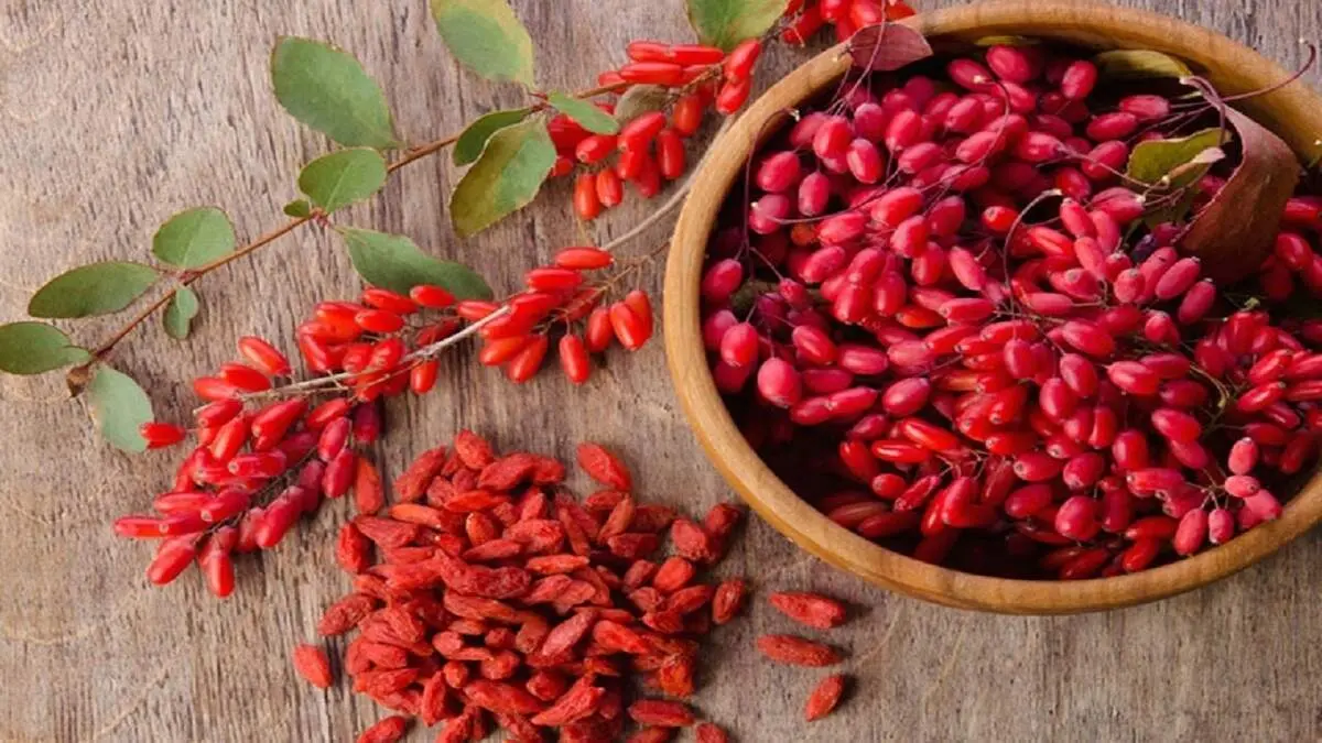 خواص درمانی گوجی بری خشک