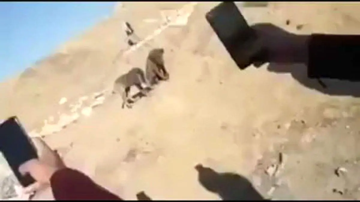 تعجب عراقی‌ها از دیدن یک گونه عجیب جانوری + فیلم