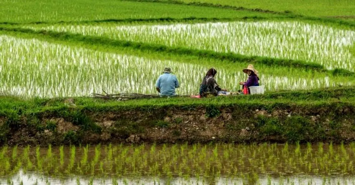 عباسی: برنج خارجی به قیمت نیم‌ دلار وارد کشور می‌شود