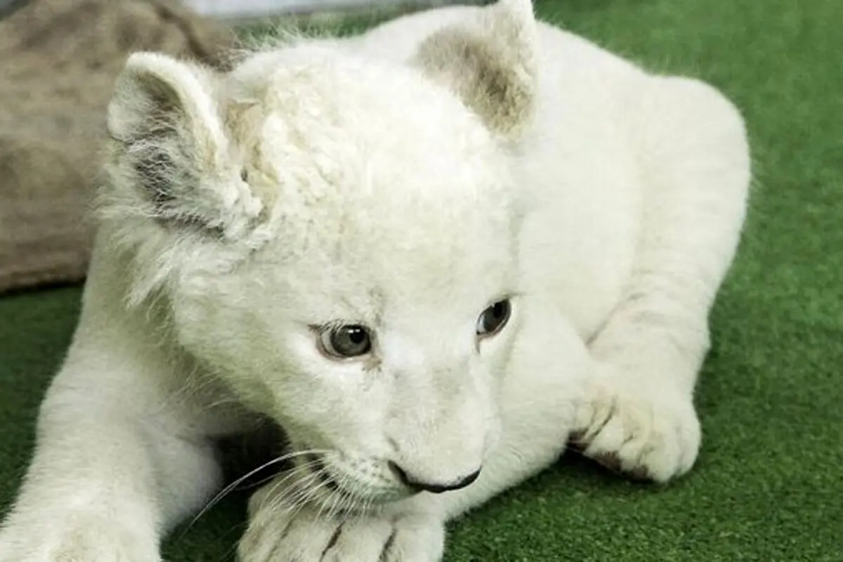 تولد یک توله شیر سفید در باغ وحش دزفول + فیلم