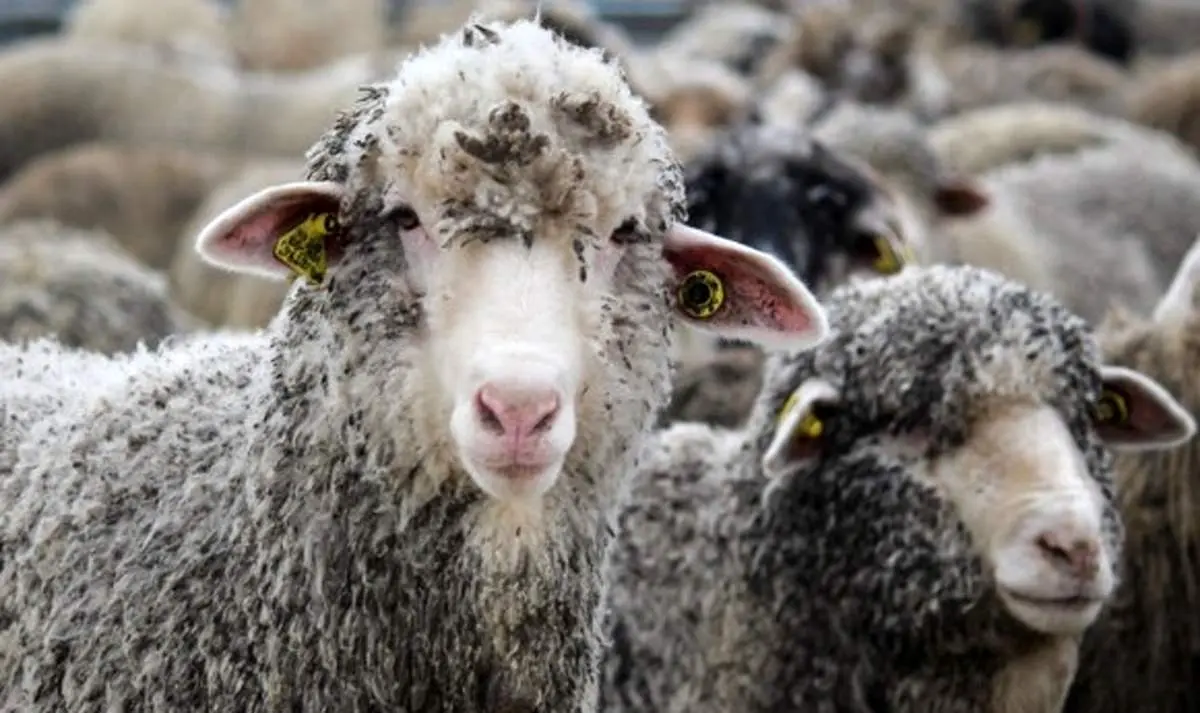 صادرات دام زنده ممنوع شد