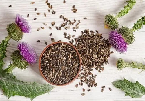خار مریم؛ گیاهی با ترکیبات هدفمند برای سلامت کبد

