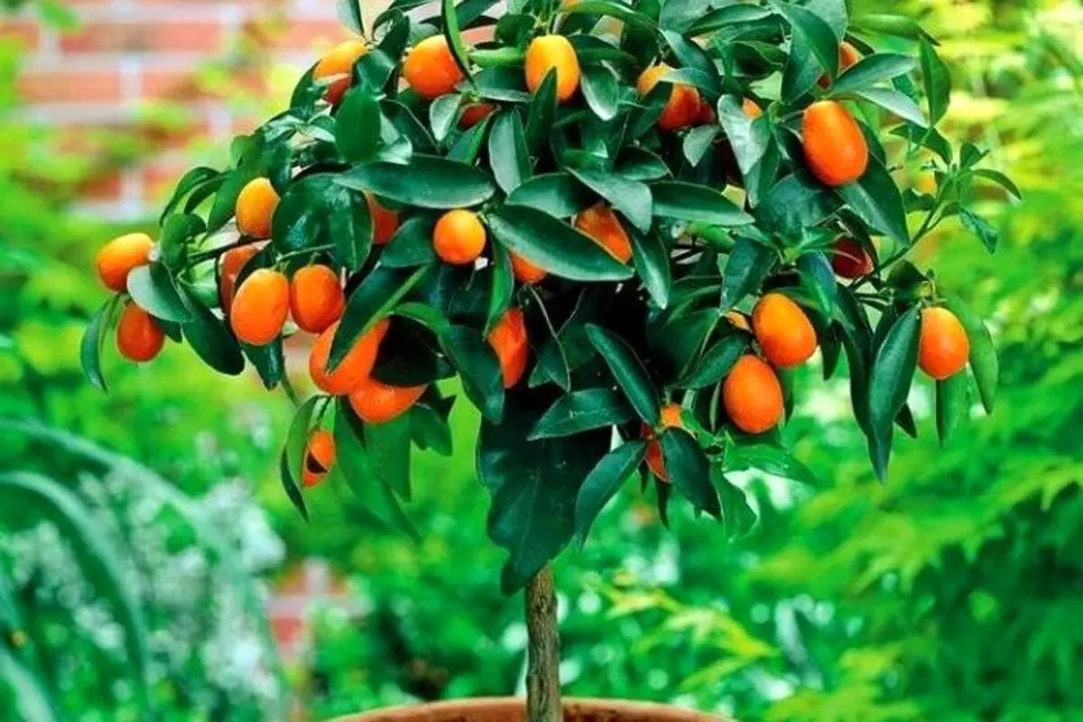 نحوه کاشت و پرورش کامکوات در گلدان