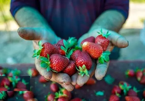 توت فرنگی را چگونه فریز کنیم ؟ 