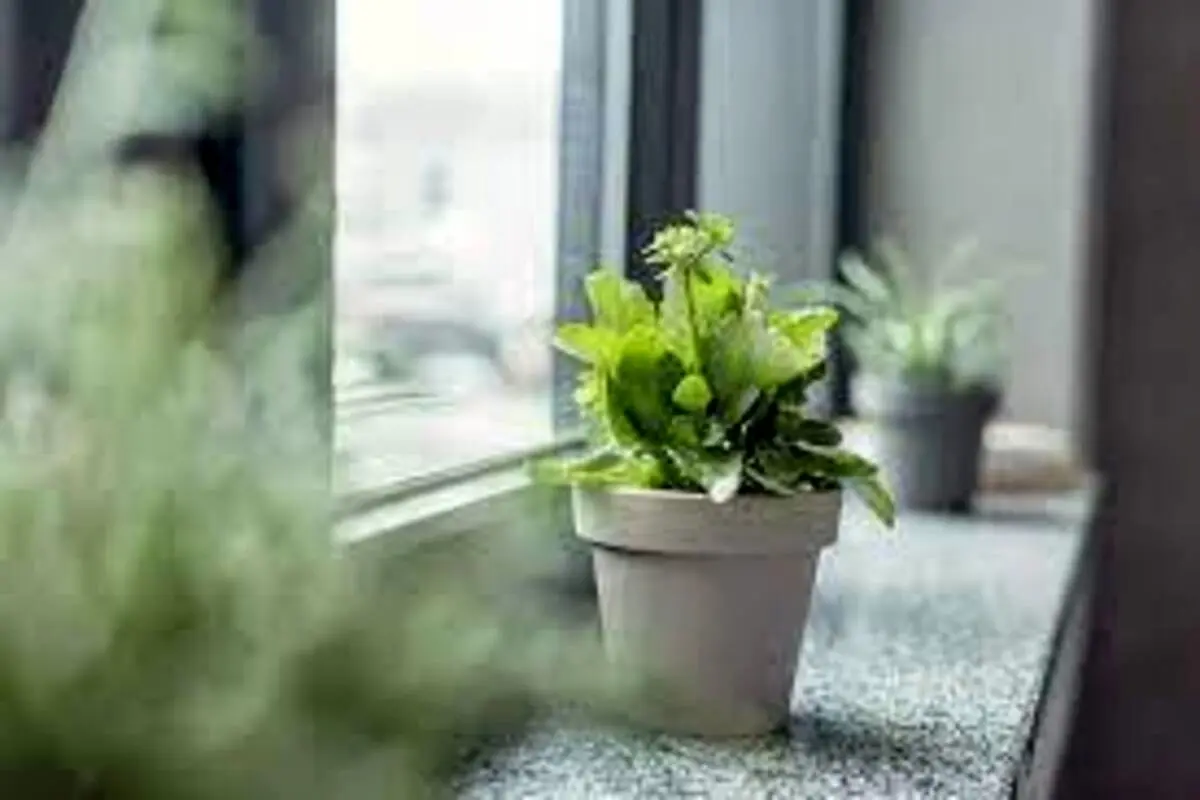 گیاهان آپارتمانی معمولی می توانند کیفیت هوای داخل خانه را بهبود بخشند