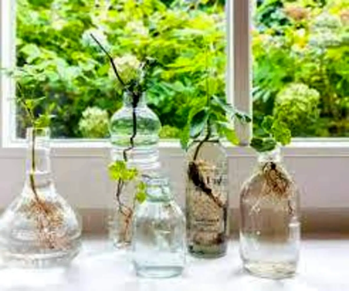 کدام گل ها و گیاهان را می توان بدون خاک پرورش داد؟