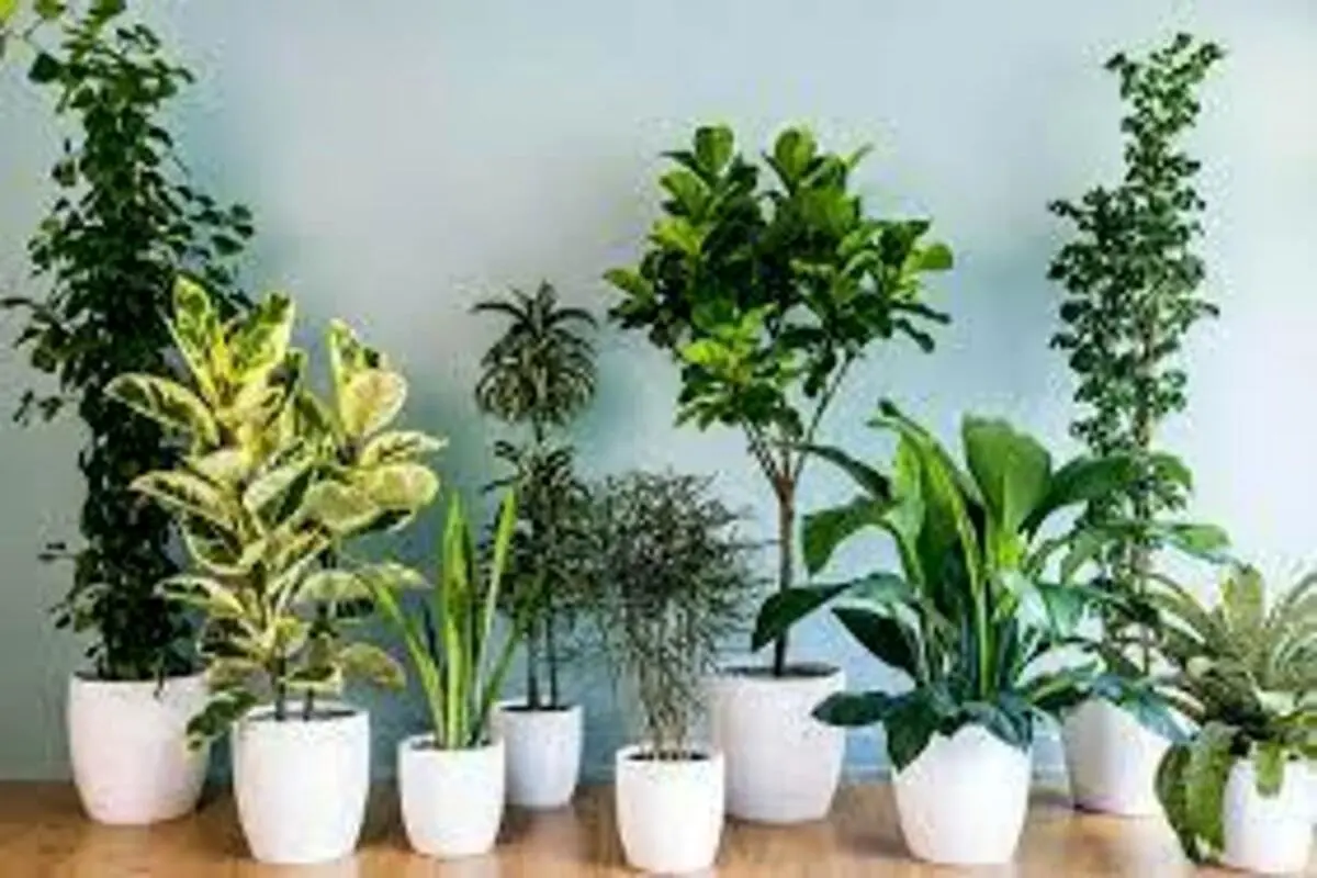 بهترین گیاهان برای نگهداری در محیط کار