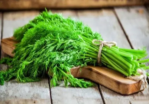 خواص باورنکردنی این سبزی متعجبتان می کند!