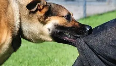 حمله وحشیانه یک سگ‌ولگرد به یک مادر و کودک + فیلم