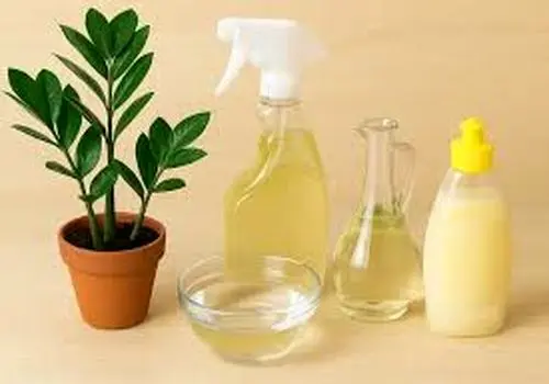 چرا و چگونه باید دانه چیا را بشوییم؟
