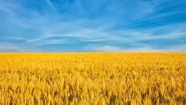 جنگ اوکراین چه بر سر قیمت مواد غذایی می‌آورد؟ فاجعه جهانی در راه است؟