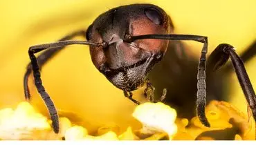 مورچه‌هایی که سرطان را بو می‌کشند