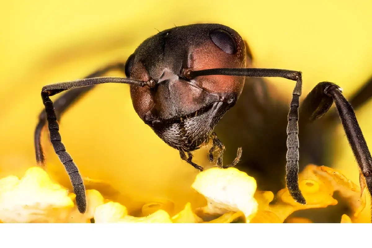 مورچه‌هایی که سرطان را بو می‌کشند
