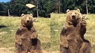 دست تکان دادن خرس قهوه‌ای برای تکه‌ای نان + فیلم