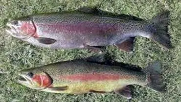 کشف بیش از ۳ تن ماهی قزل‌آلای فاقد مجوز بهداشتی در الیگودرز
