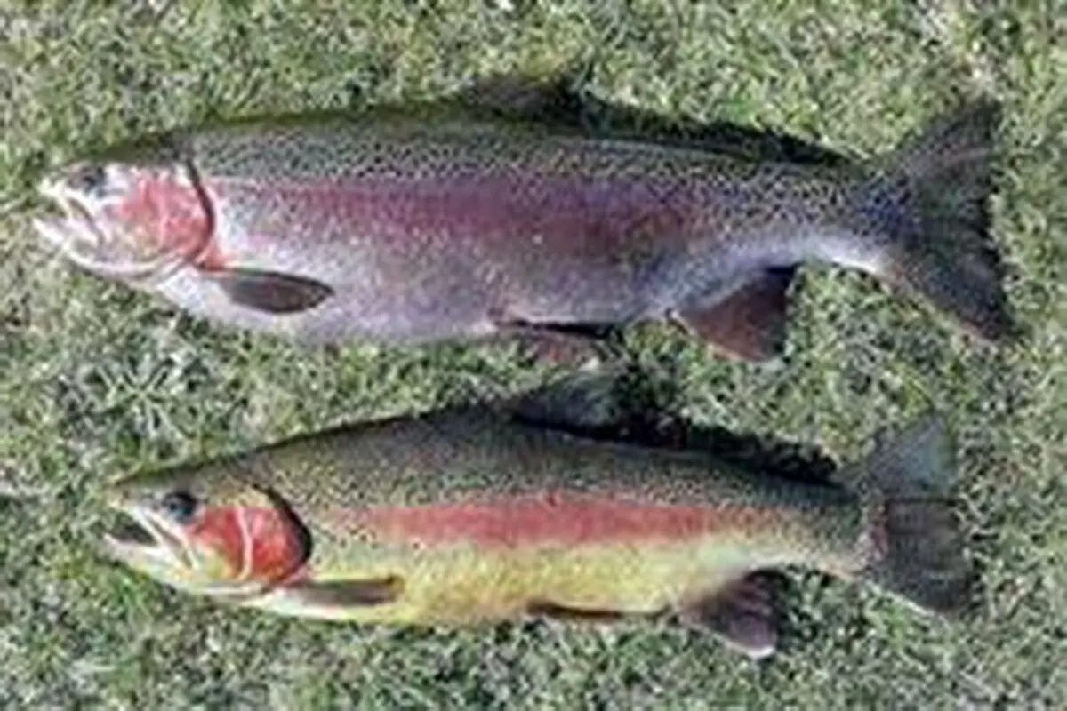 کشف بیش از ۳ تن ماهی قزل‌آلای فاقد مجوز بهداشتی در الیگودرز