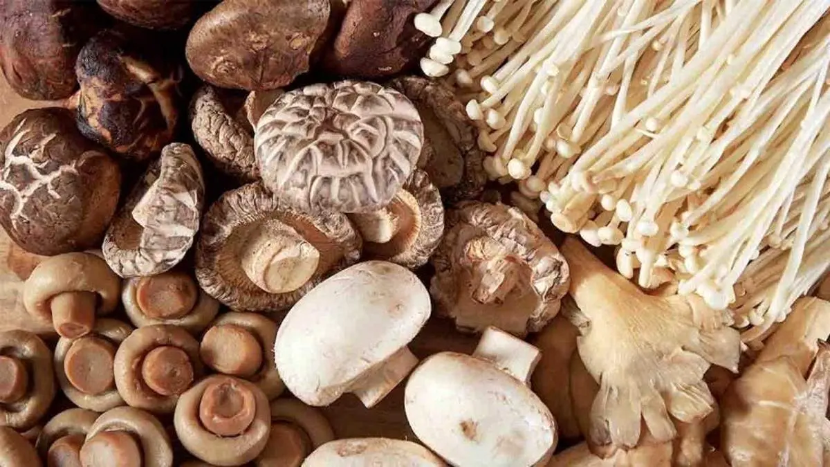 حتما منظم قارچ بخورید