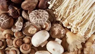 فواید بی نظیر قارچ در سلامتی بدن + جزئیات
