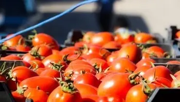 نرخ گوجه فرنگی و پیاز شکست/ قیمت تا ۹ هزار تومان می‌رسد