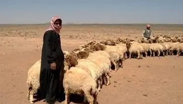 چوپان ربایی داعش ادامه دارد؛ ربایش ۲ شبان در جنوب موصل