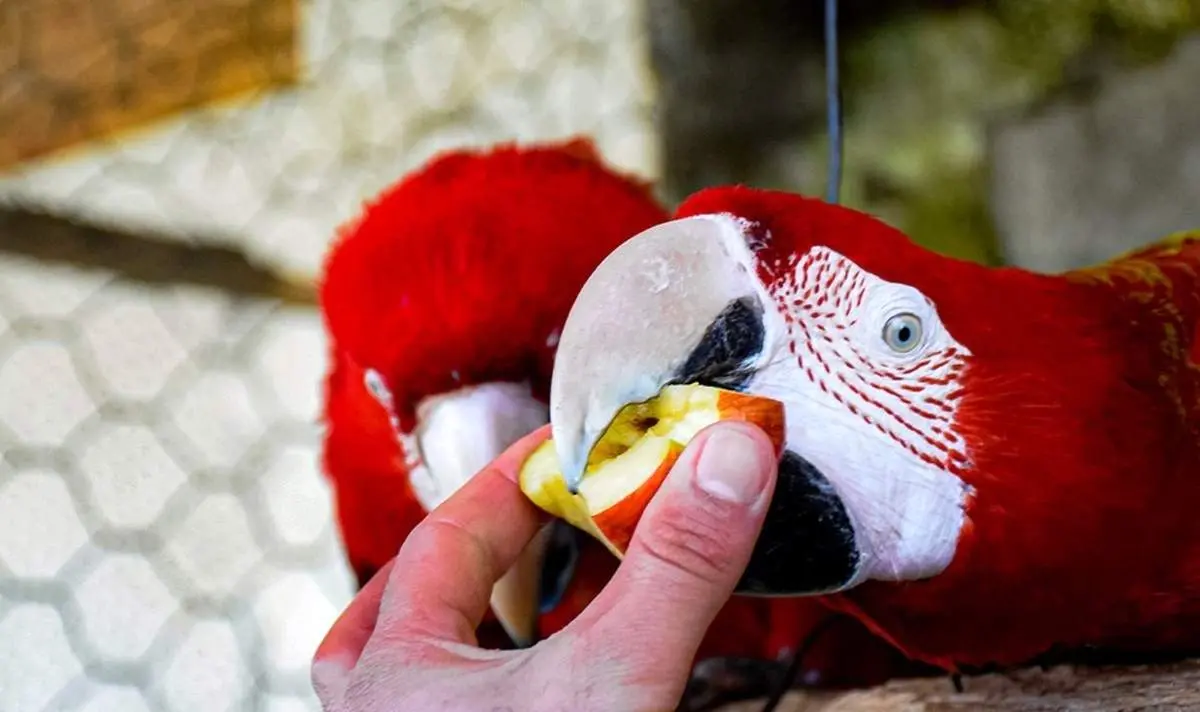 باغ پرندگان شهر مرزی آستارا