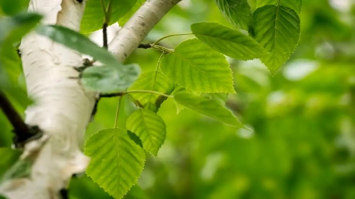 همه چیز درباره سندروم حساسیت دهانی