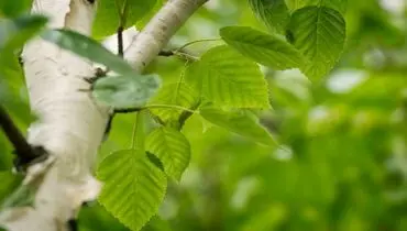 همه چیز درباره سندروم حساسیت دهانی