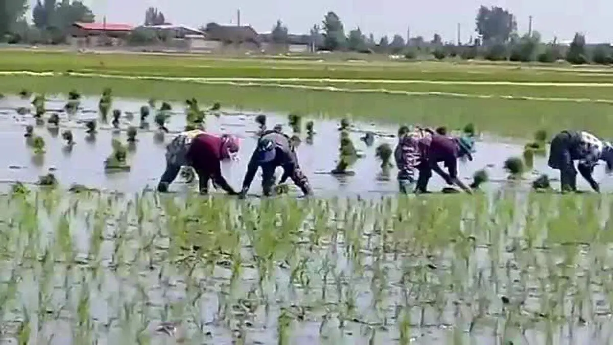 ترانه‌خوانی زیبای زنان در شالیزارهای مازندران + فیلم