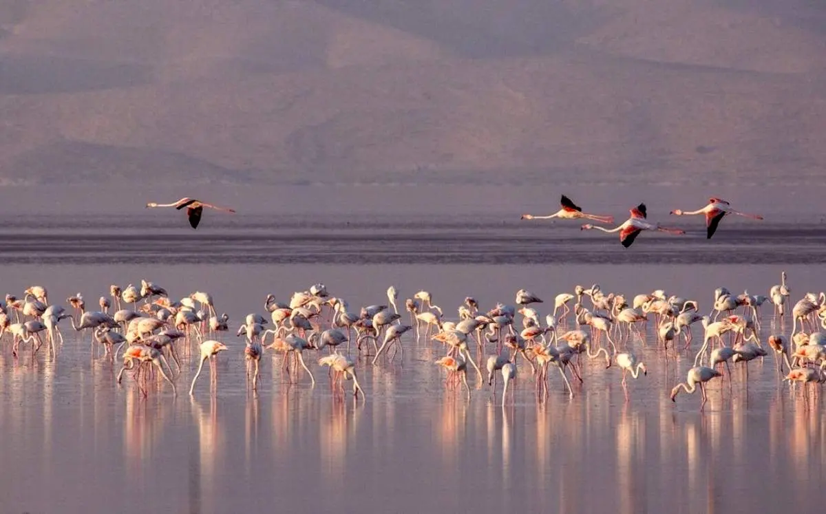 فلامینگوهای مهارلو - شیراز