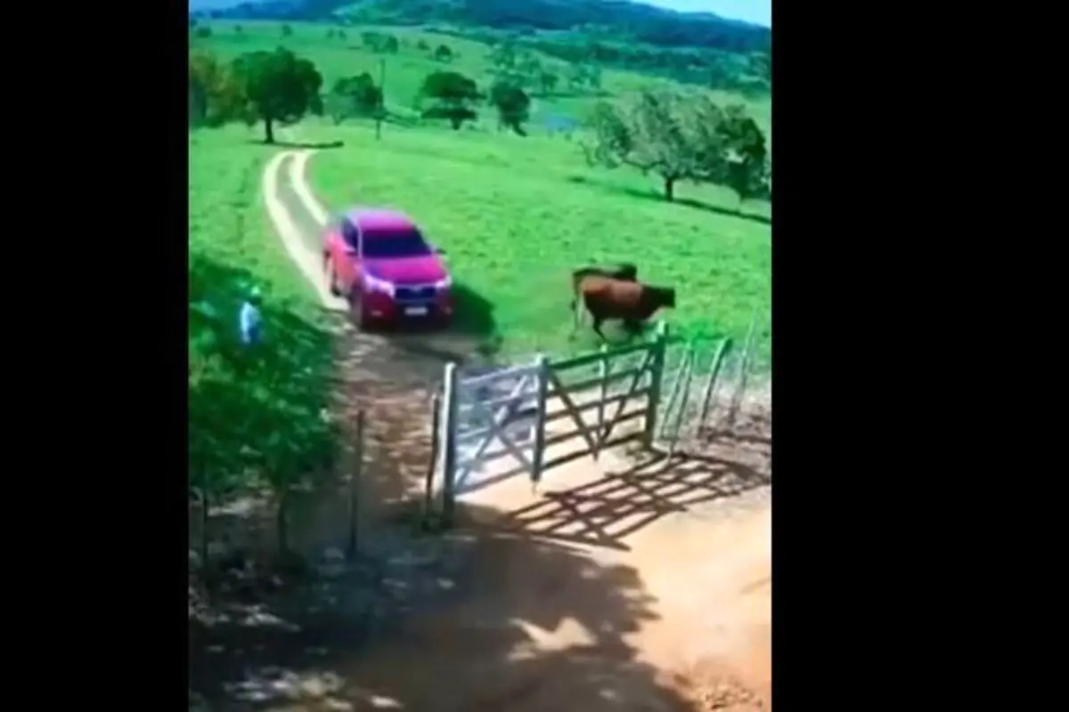 بی احتیاطی عجیب راننده در مزرعه + فیلم