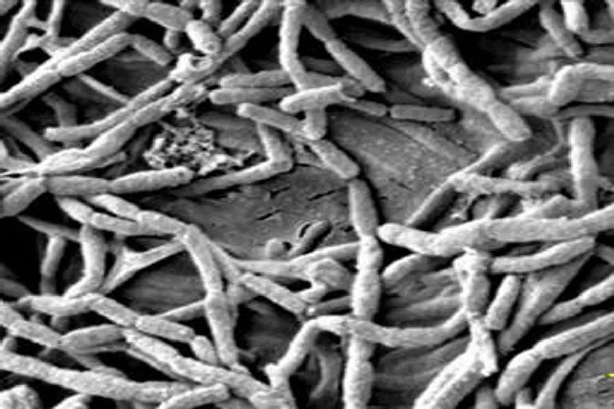 میکروبی نادر در خاک برای تولید آنتی بیوتیک