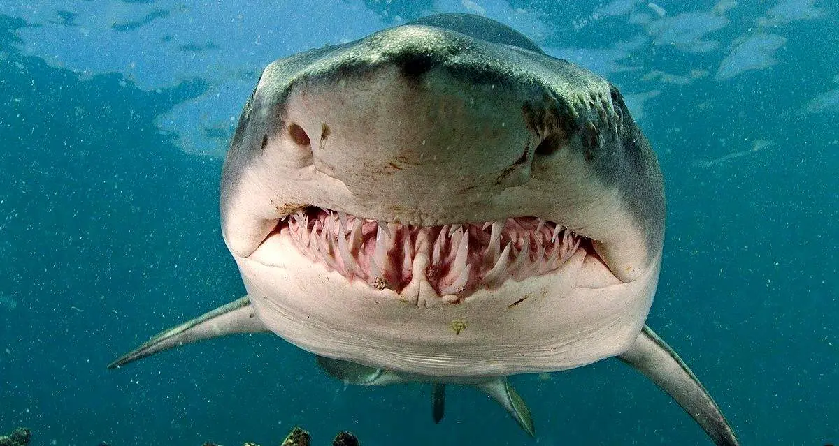 نمایی متفاوت از آرواره‌های کوسه در هنگام حمله + فیلم