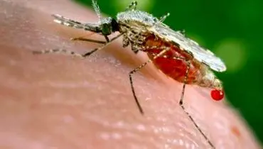 ایران بزرگترین کشور منطقه در حذف مالاریا