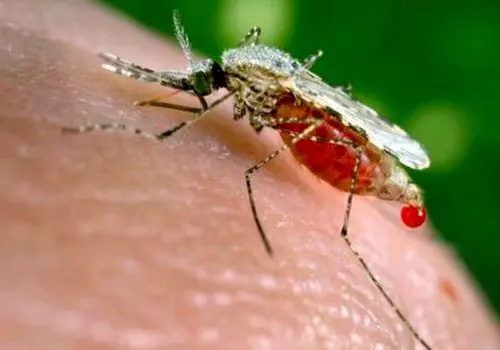 با علائم و نشانه‌های مالاریا آشنا شوید+ اینفوگرافیک