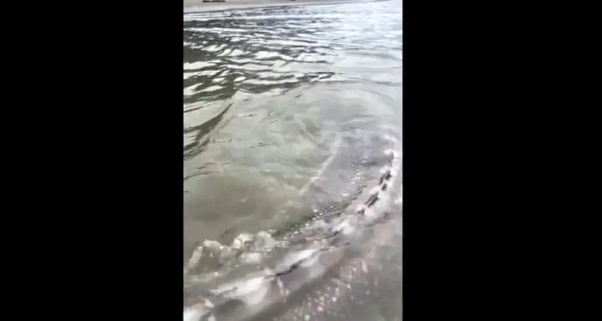 ماهی عظیم الجثه خاویاری در آبهای کانادا+ فیلم