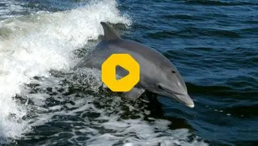 تصاویری تلخ از خودکشی دلفین‌ها!+ فیلم