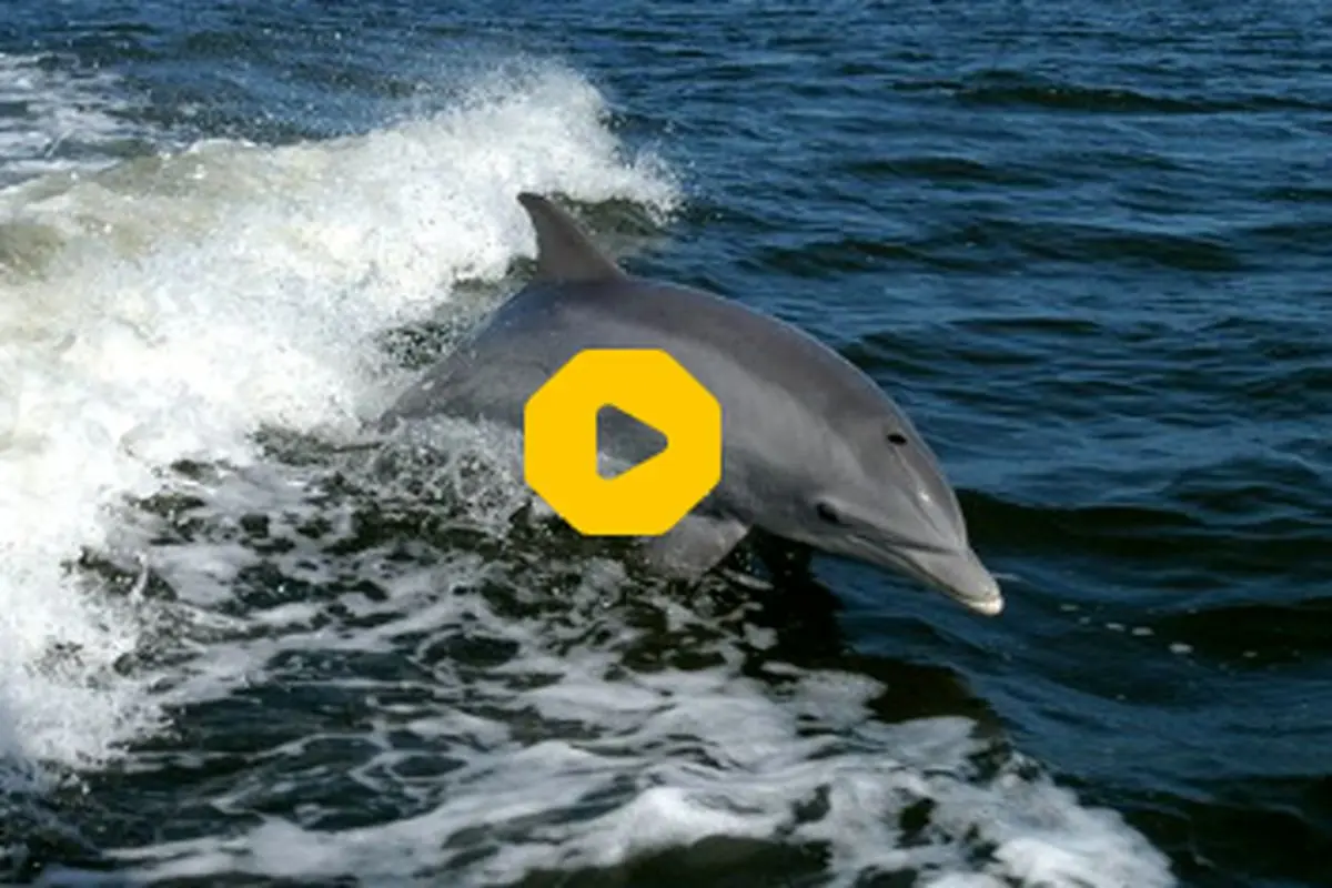 تصاویری تلخ از خودکشی دلفین‌ها!+ فیلم