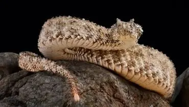 مار افعی البرزی به موزه دارآباد تحویل داده شد