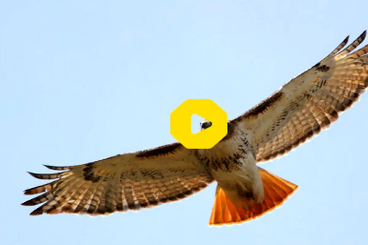 لحظه شگفت‌انگیز ربودن شکار جغد توسط پرنده شکاری وسط آسمان!+فیلم