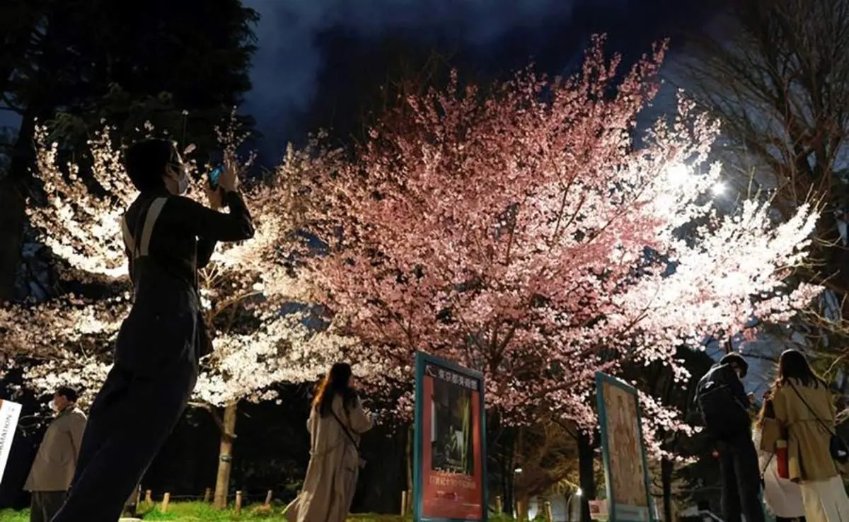 شکوفه‌های بهاری