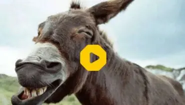 تکنیک هوشمندانه الاغ‌ها برای بالا رفتن از پله+ فیلم