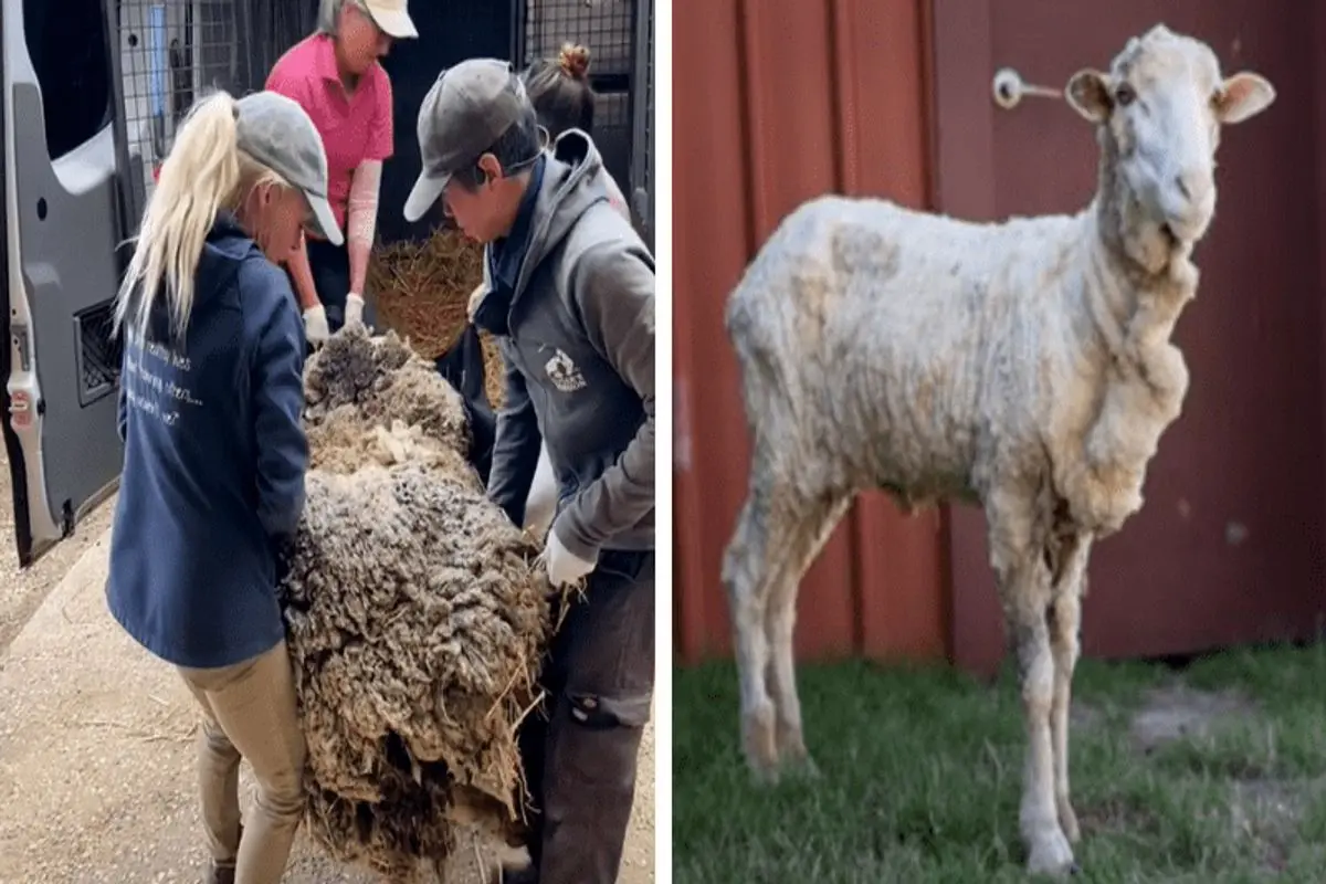 نجات یک گوسفند از ۴۰ کیلو پشم + فیلم