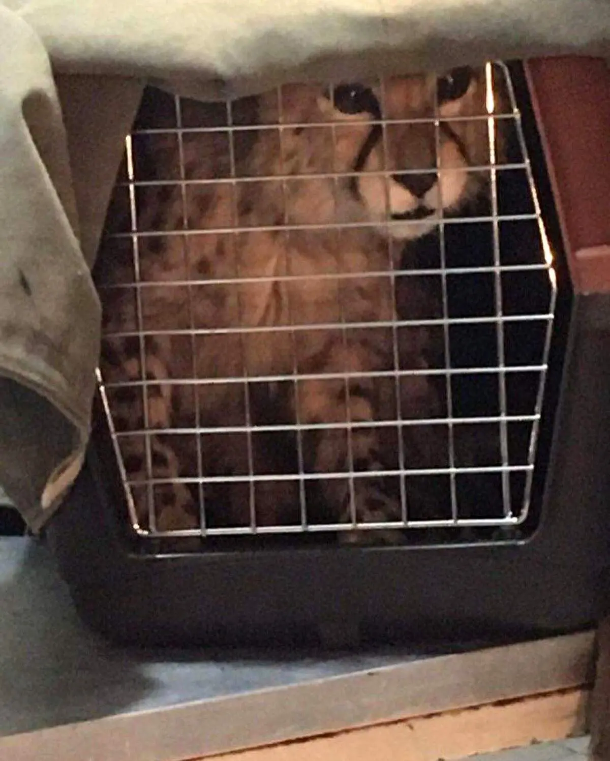 ویدئویی دیده‌نشده از «ایران» خانم + فیلم