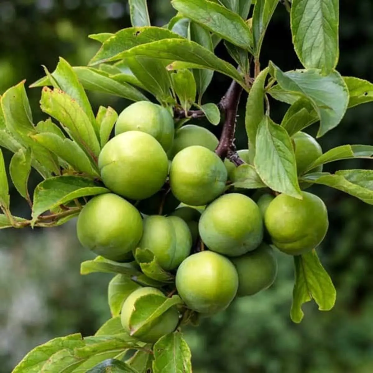 خواص گوجه سبز